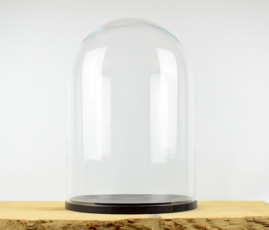large-glass-dome-cover-cloche-display-with-wooden-black-base-height-52-cm